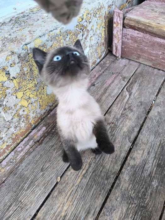 Отдам бесплатно котят в добрые руки