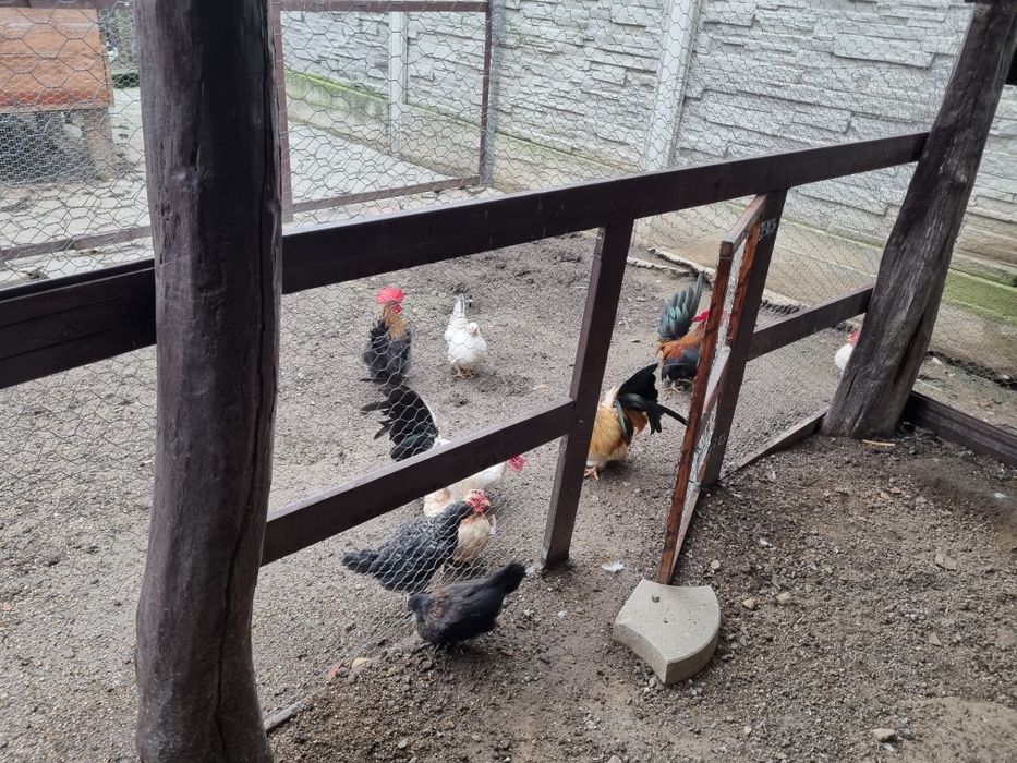 Chabo. Vand sau schimb cocosi de chabo