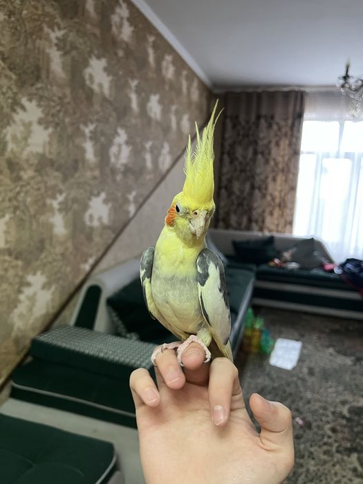 Карелло попугай ручной