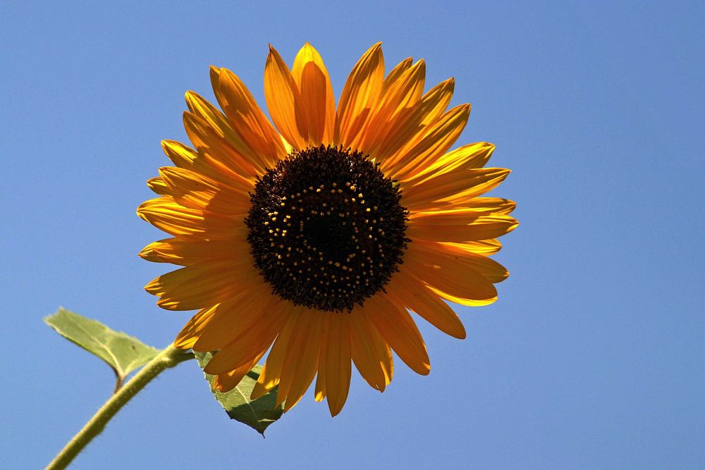 Canon Canon 10D Body