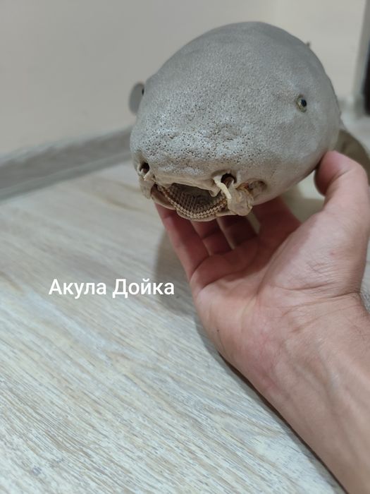 Антикварни чайници, препарирани акули