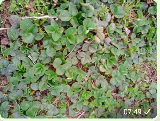 РАССАДЫ Клубнику и землянику