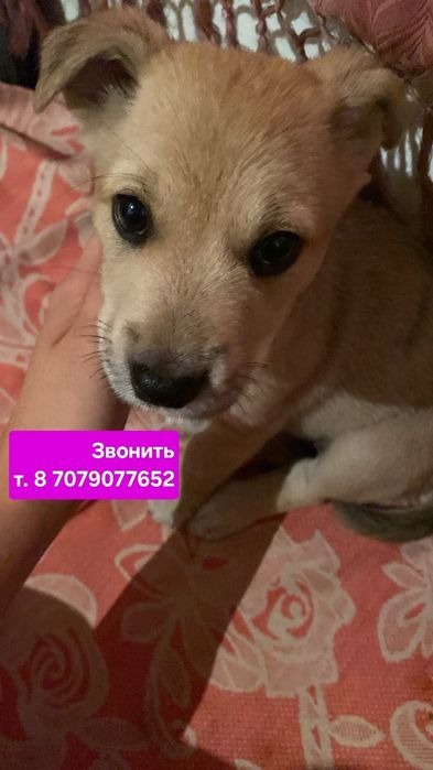 Щенок звоночек. Девочка