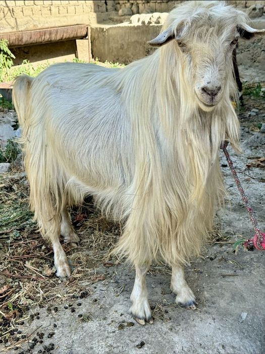 Sifatli zotli taka sotiladi