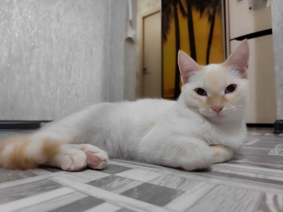 Отдам котика. Возраст один годик