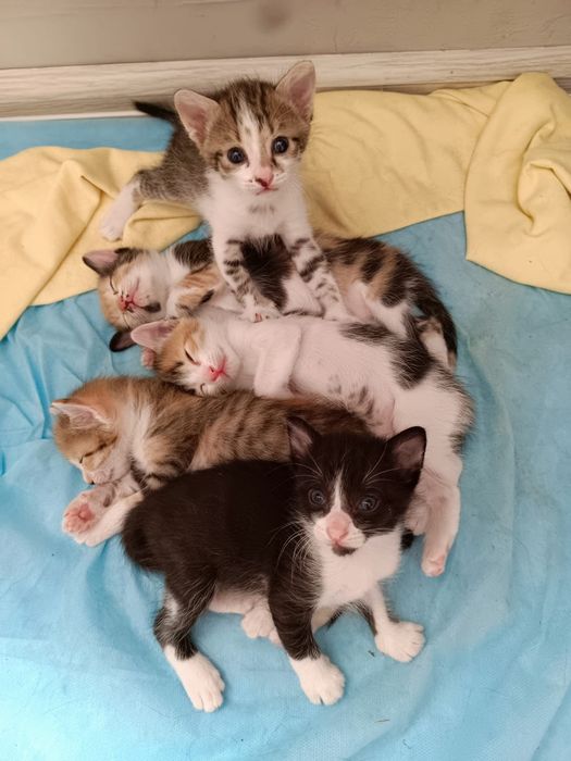 Котята с кошкой.