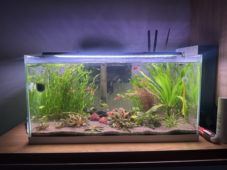 Аквариум 55л со всеми