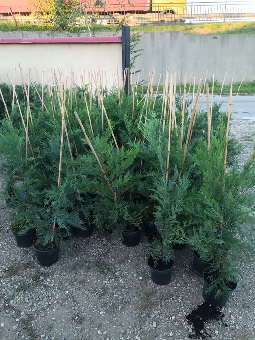 Tuia/Chiparos leylandii 80-100cm/Cupressocyparis/gard viu vesnic verde