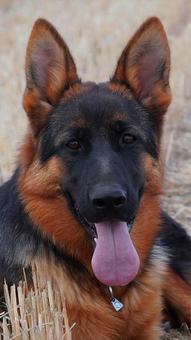 Femeluta Ciobanesc German de top cu arbitraj