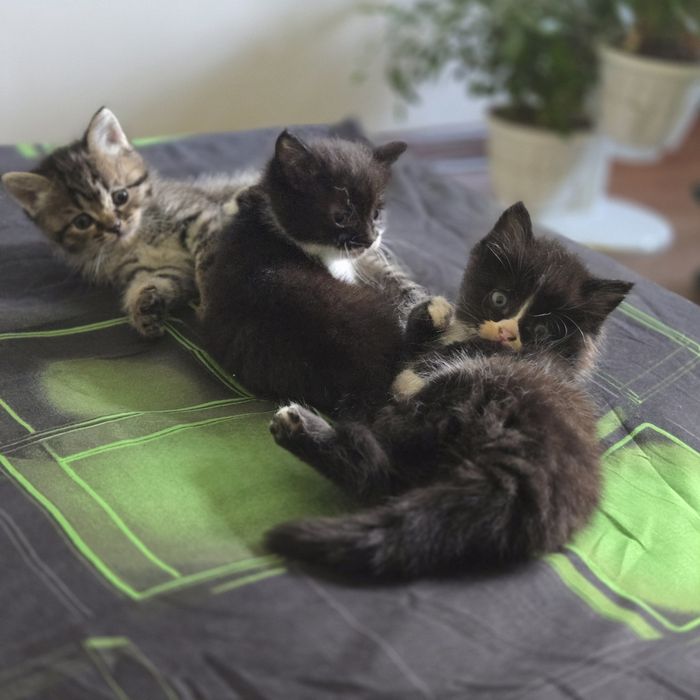 Ищем дом для кошечки с котятами