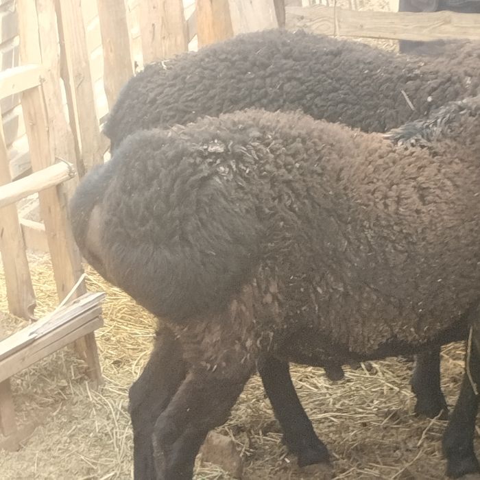 Семіз қошқарлар сатылады үш ай жемде тұрған