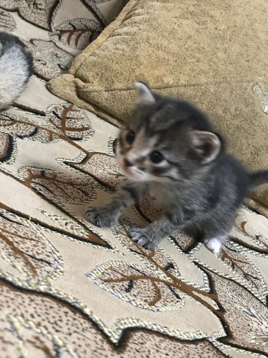 отмам котят в добрые руки