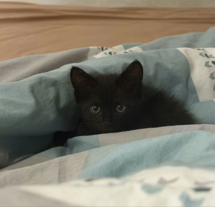 Котенок в добрые руки
