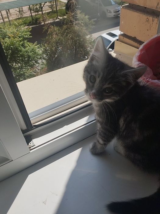 Катёнок днвочка .