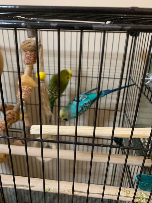 Волнистые попугаи