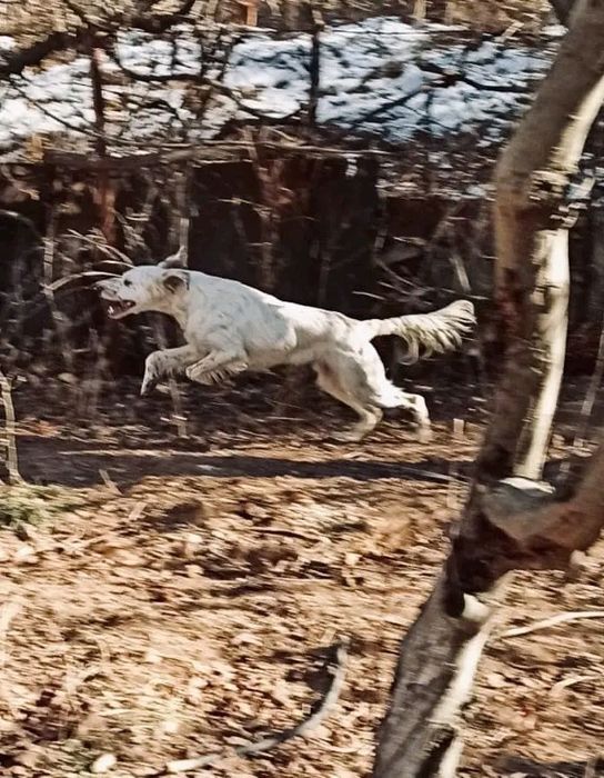 Щенки английского сеттера