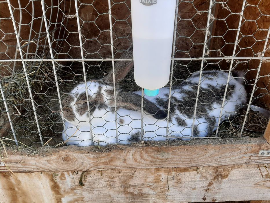 Vând iepuri rasă foarte bună şi frumoasă