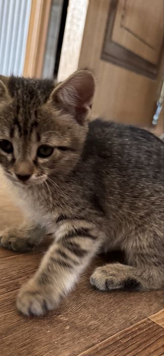 Отдам котят в хорошие руки