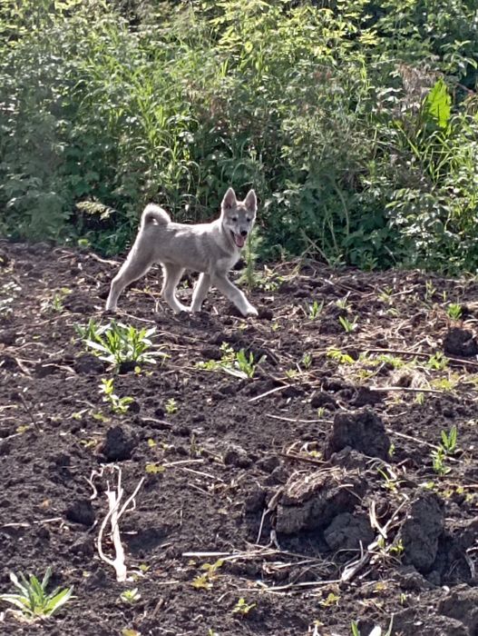 Продам щенков ЗСЛ!!!