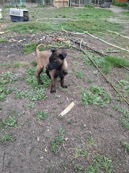 Бельгийски овчарка малинуа