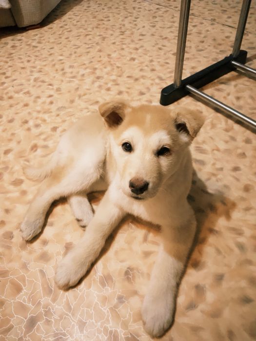 Щенок лабрадор-овчарка, девочка Лия, 2,5 месяца