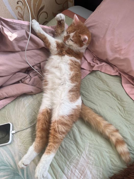 Бесплатно очень ласковый и игривый кот