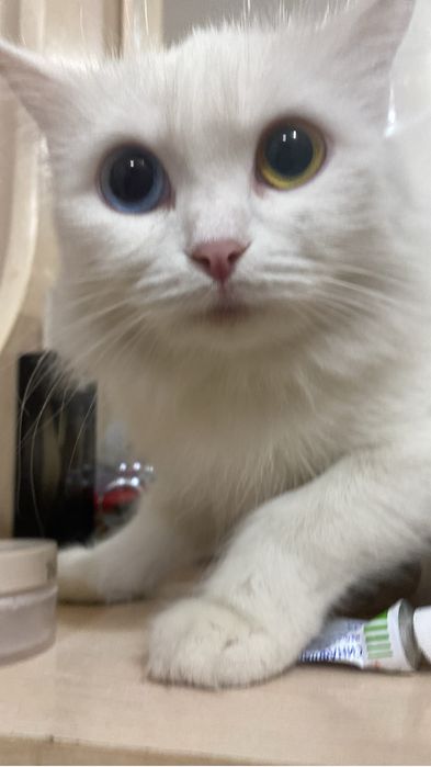 Кошка хорошая красивая