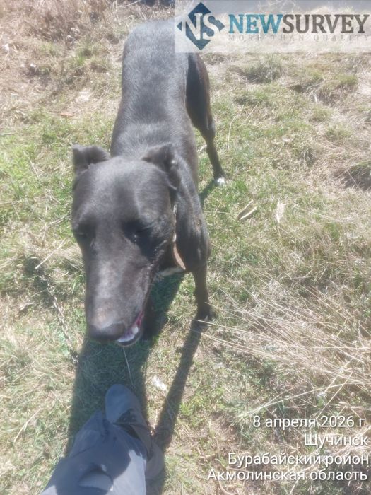 Продам кабеля Грейхаунд