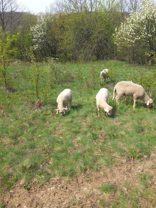 Vand 2 oi lacune si o țurcană