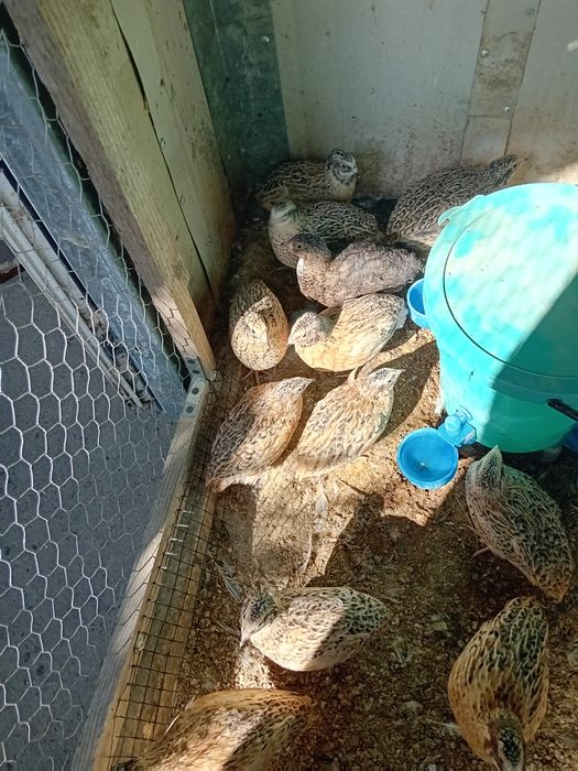 Prepelite Jumbo Gold de 5 saptamani