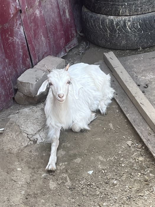 Продам козочку.