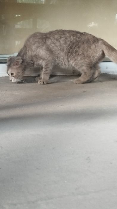 Scottish fold sotiladi