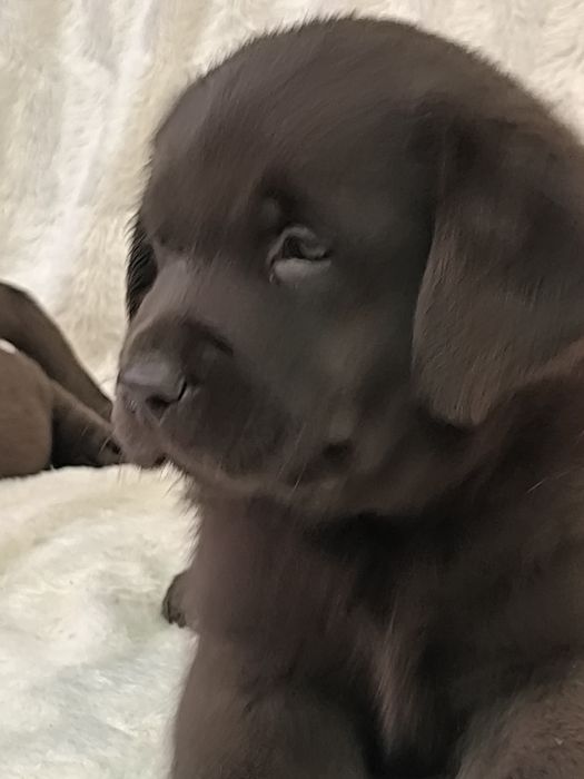 Щенки лабрадора ретривера