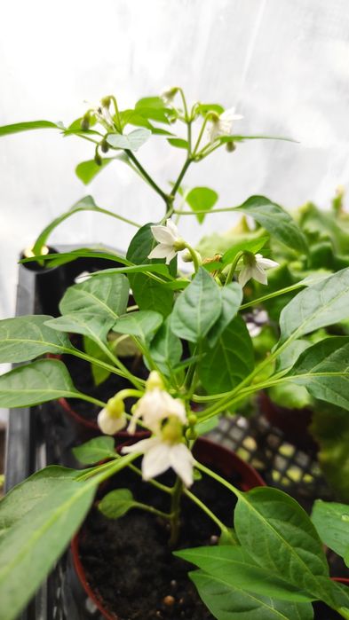 Продам комнатные растения