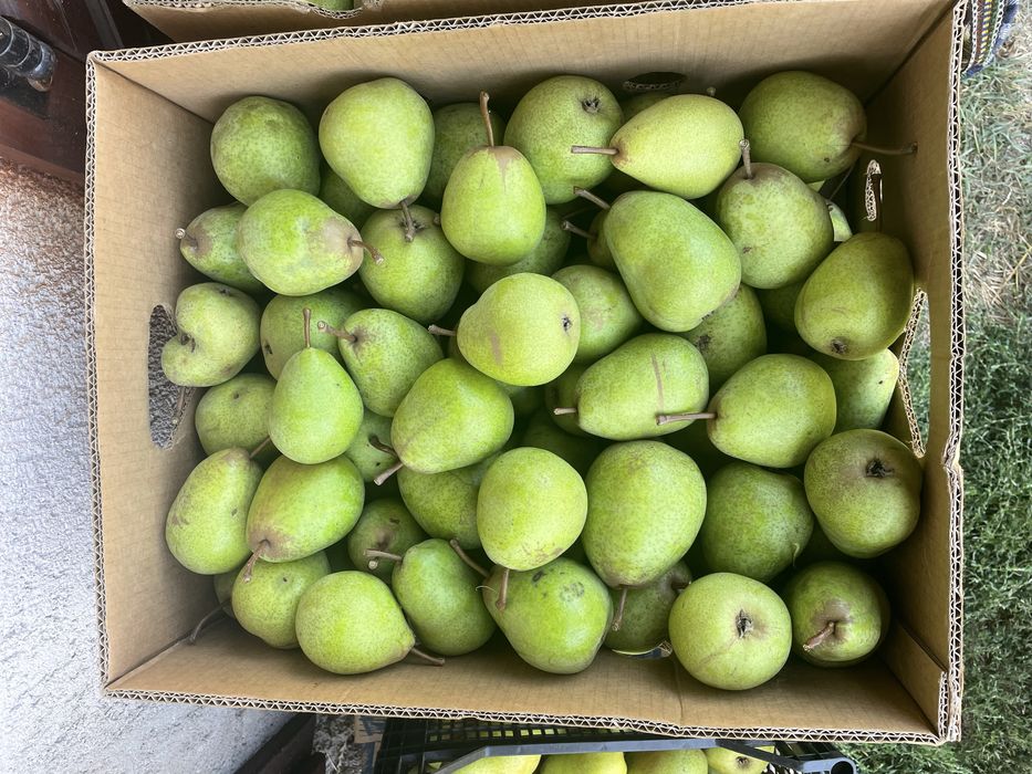 Vand pere, cantitati mari