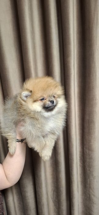 Băiețel pomeranian cu pedigree