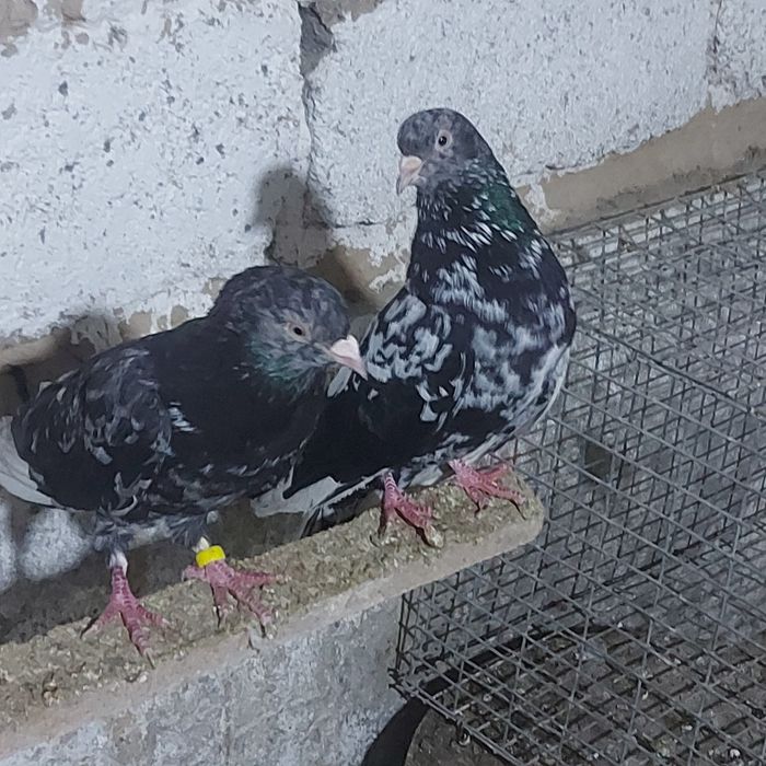 Туркмени челкар  лет с игрой летные