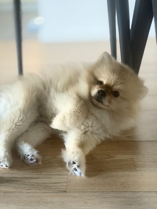 Шпиц мальчик в Атырау