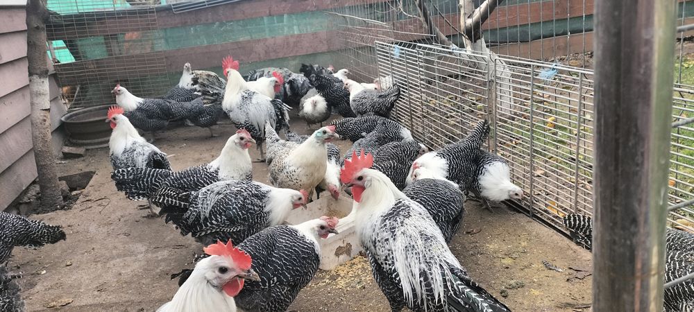 Vând cocoși din rasa Brakel Argintiu..