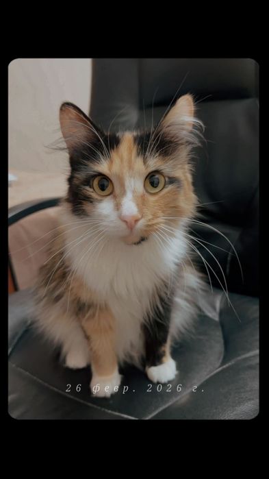 Отдам кошку в хорошие руки