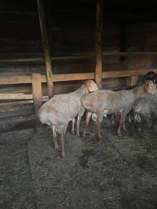 Продам молодых кошкаров