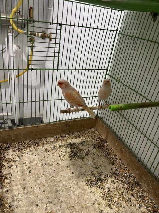 Канарейка самка шимель