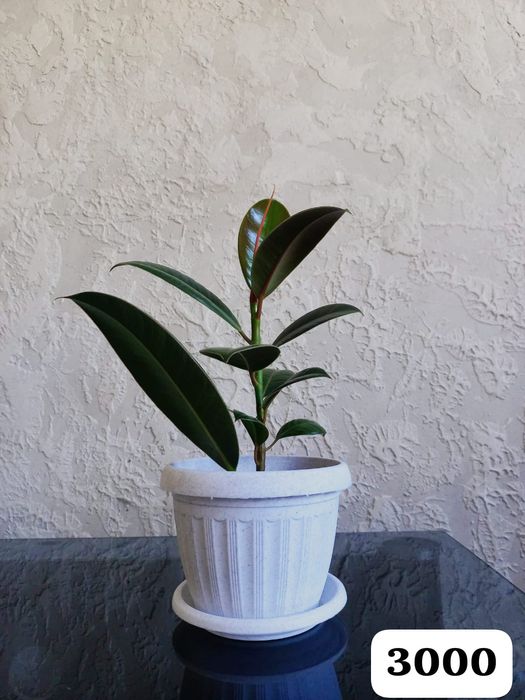 Цветы для вашего уюта