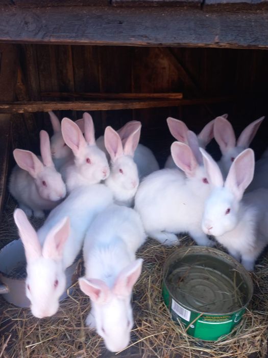 Iepuri hicole de vanzare