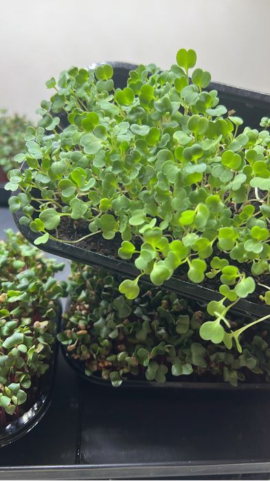 Микрозелень на кшт