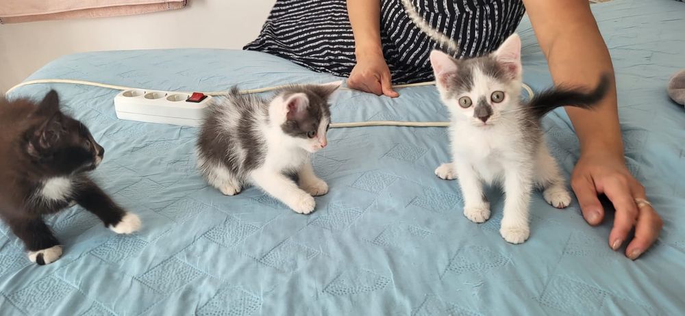 Отдам котят в хорошие руки