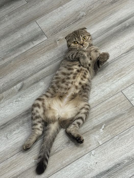 Отдам кошку в хорошие руки