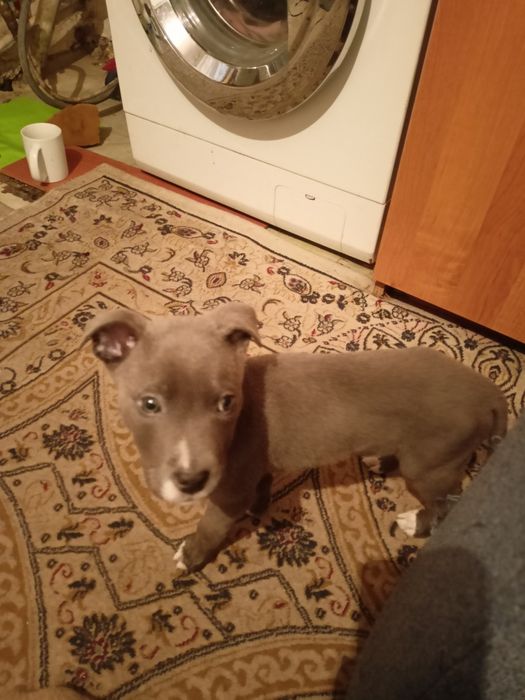 Продам щинка питбультырьер возраст 2 месяца.