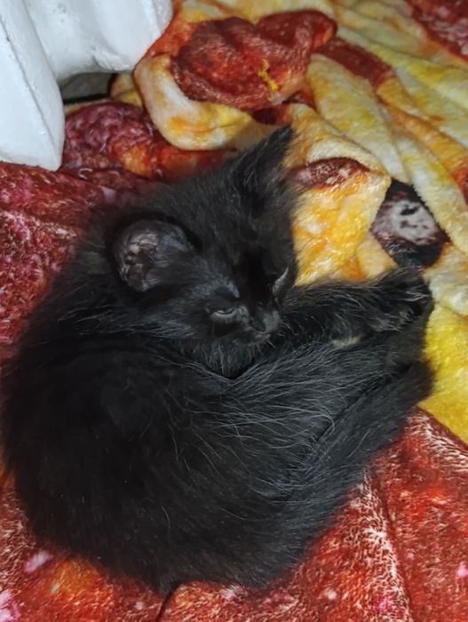 Котята! Бесплатно