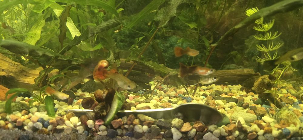 Аквариумные рыбки